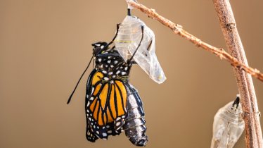 debrief-prez-livre-blanc-conseil-ia