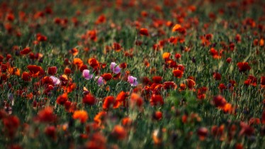 adobestock310816206pour-article-dedie-bnp