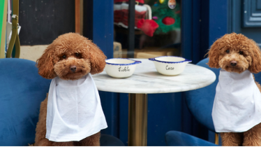 nasta-pet-foodun-ex-mck-ceo-et-un-ex-bain-coo